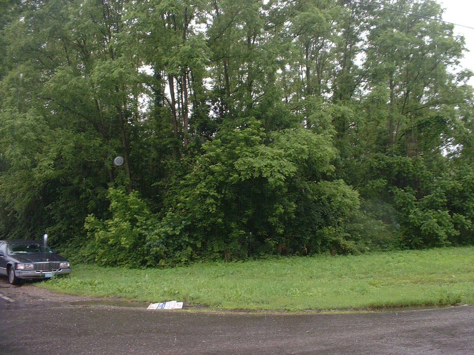 This picture from the center of the street shows the beautifully wooded lot.
